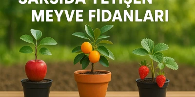 Saksıda Yetişen Meyve Fidanları