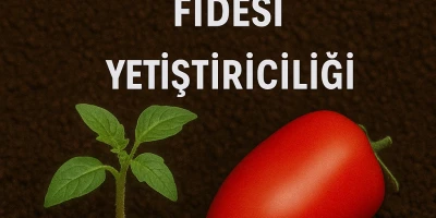 Salçalık Domates Fidesi Yetiştiriciliği