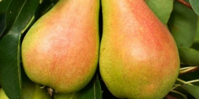 Santa Maria Armut Fidanı ile İlgili Sık Sorulan Sorular