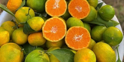 Satsuma Mandalina Fidanı ile İlgili Sık Sorulan Sorular