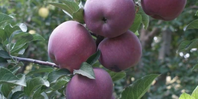 Scarlet Elma Fidanı ile İlgili Sık Sorulan Sorular