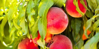 Şeftali Fidanı ile İlgili Sık Sorulan Sorular