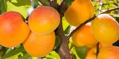 Şekerpare Kayısı Fidanı ile İlgili Sık Sorulan Sorular