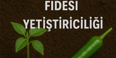 Sivri Biber Fidesi Yetiştiriciliği