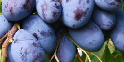 Stanley Erik Fidanı ile İlgili Sık Sorulan Sorular