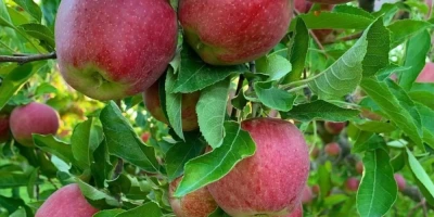 Starking Elma Fidanı ile İlgili Sık Sorulan Sorular