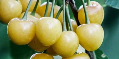 Starks Gold Kiraz Fidanı ile İlgili Sık Sorulan Sorular