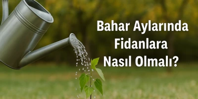 Sulama Hataları Fidanlara Nasıl Zarar Verir?