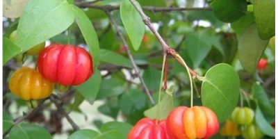 Surinam Kirazı Fidanı ile İlgili Sık Sorulan Sorular