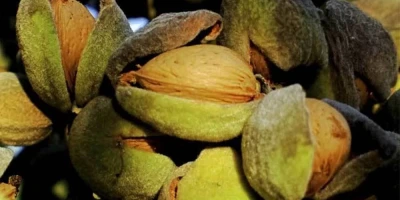 Teksas Badem Fidanı ile İlgili Sık Sorulan Sorular