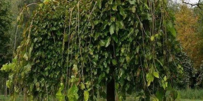 Ters Dut Fidanı ile İlgili Sık Sorulan Sorular