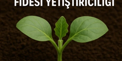 Topak Patlıcan Fidesi Yetiştiriciliği