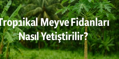 Tropikal Meyve Fidanları Nasıl Yetiştirilir?