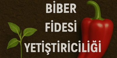 Üçburun Biber Fidesi Yetiştiriciliği
