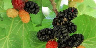 Urmu Dut Fidanı ile İlgili Sık Sorulan Sorular