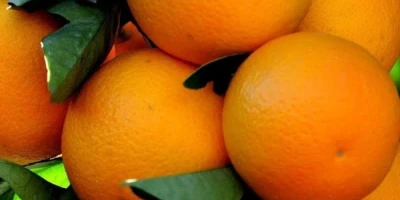 Valencia Portakal Fidanı ile İlgili Sık Sorulan Sorular