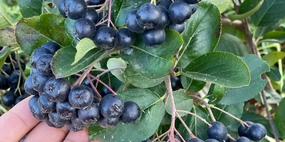 Viking Aronya Fidanı ile İlgili Sık Sorulan Sorular