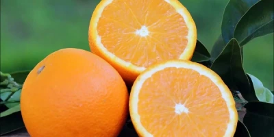 Washington Portakal Fidanı ile İlgili Sık Sorulan Sorular