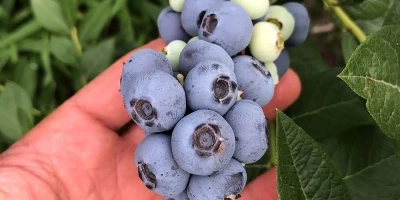 Yaban Mersini Fidanı ile İlgili Sık Sorulan Sorular