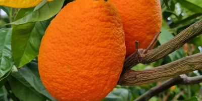 Yafa Portakal Fidanı ile İlgili Sık Sorulan Sorular