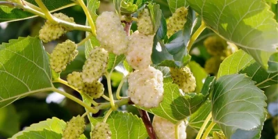 Yediveren Beyaz Dut Fidanı ile İlgili Sık Sorulan Sorular