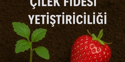 Yediveren Çilek Fidesi Yetiştiriciliği