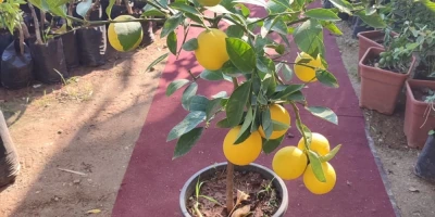 Yediveren Limon Fidanı ile İlgili Sık Sorulan Sorular