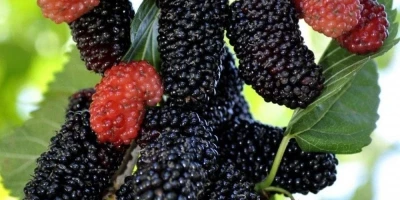 Yediveren Siyah Dut Fidanı ile İlgili Sık Sorulan Sorular