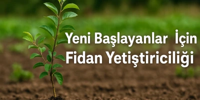 Yeni Başlayanlar İçin Fidan Yetiştiriciliği