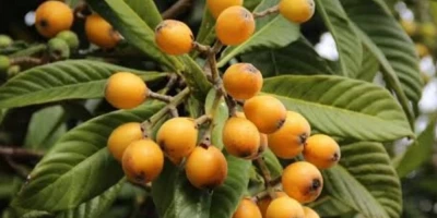 Yeni Dünya Fidanı ile İlgili Sık Sorulan Sorular