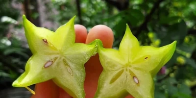 Yıldız Meyvesi Fidanı ile İlgili Sık Sorulan Sorular