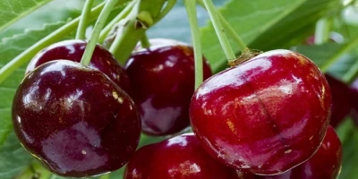 Ziraat 0900 Kiraz Fidanı ile İlgili Sık Sorulan Sorular