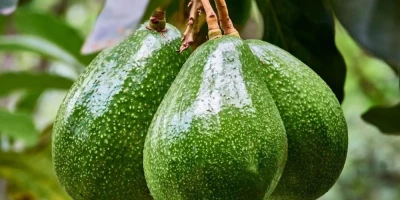 Zutano Avokado Fidanı ile İlgili Sık Sorulan Sorular