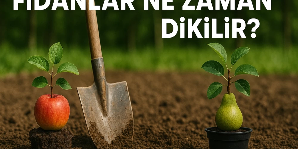 Fidanlar Ne Zaman Dikilir?