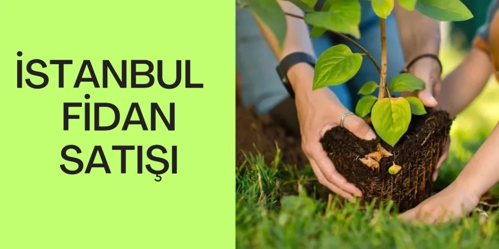 İstanbul Fidanlıkları: Bahçeniz İçin En Uygun Fidan Seçimi