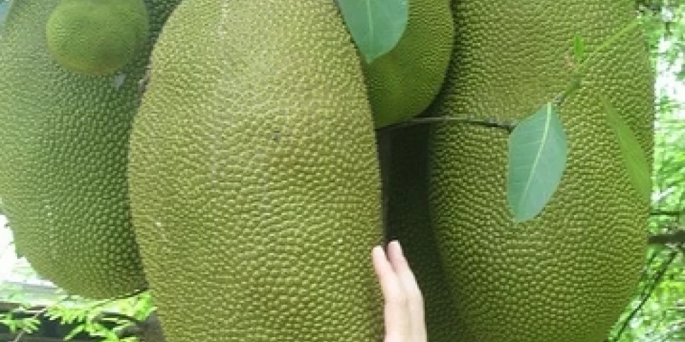 Jackfruit Fidanı ile İlgili Sık Sorulan Sorular