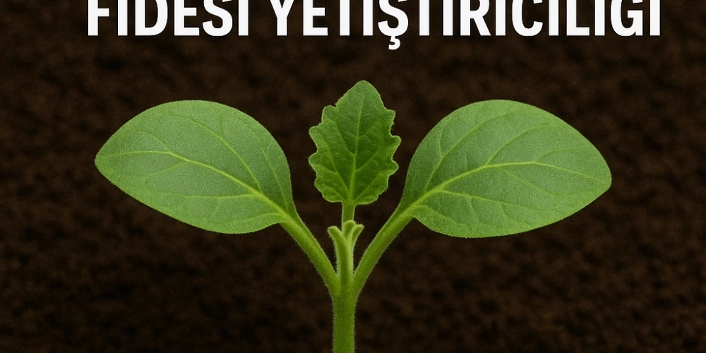 Kırkağaç Kavun Fidesi Yetiştiriciliği