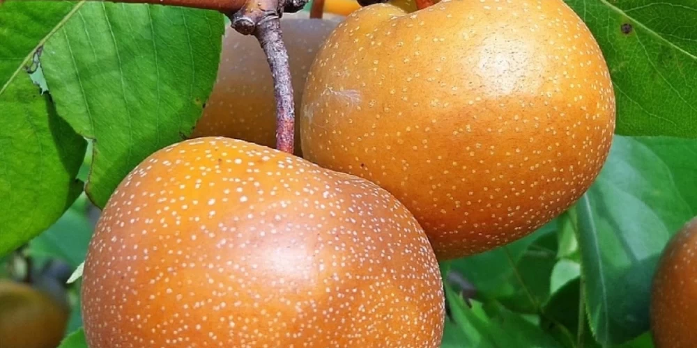 Naşi Armut Fidanı ile İlgili Sık Sorulan Sorular