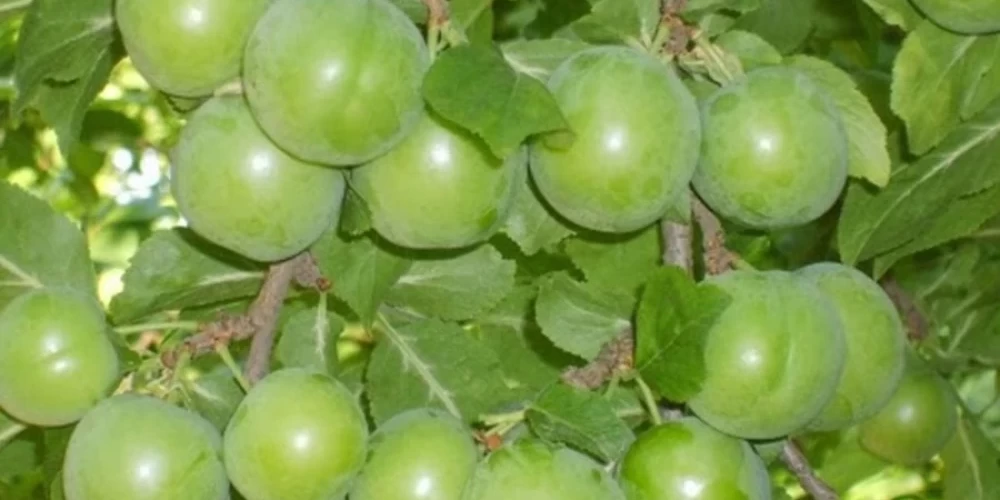 Papaz Erik Fidanı ile İlgili Sık Sorulan Sorular