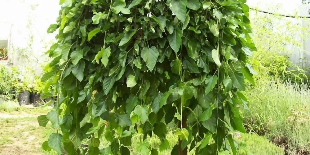 Paraşüt Dut Fidanı ile İlgili Sık Sorulan Sorular