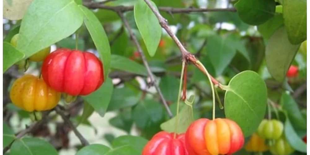 Surinam Kirazı Fidanı ile İlgili Sık Sorulan Sorular