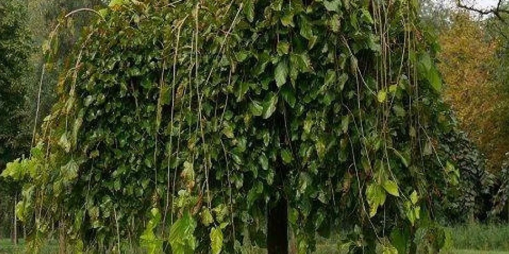 Ters Dut Fidanı ile İlgili Sık Sorulan Sorular