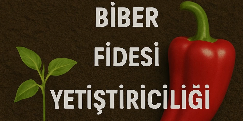 Üçburun Biber Fidesi Yetiştiriciliği