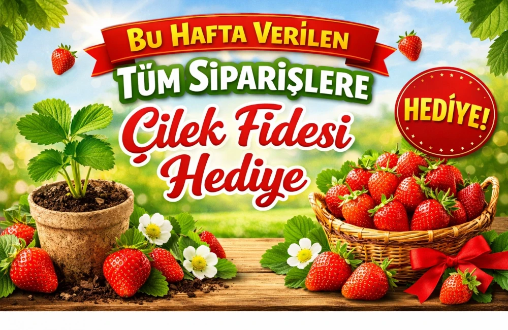 Gül Fidanları