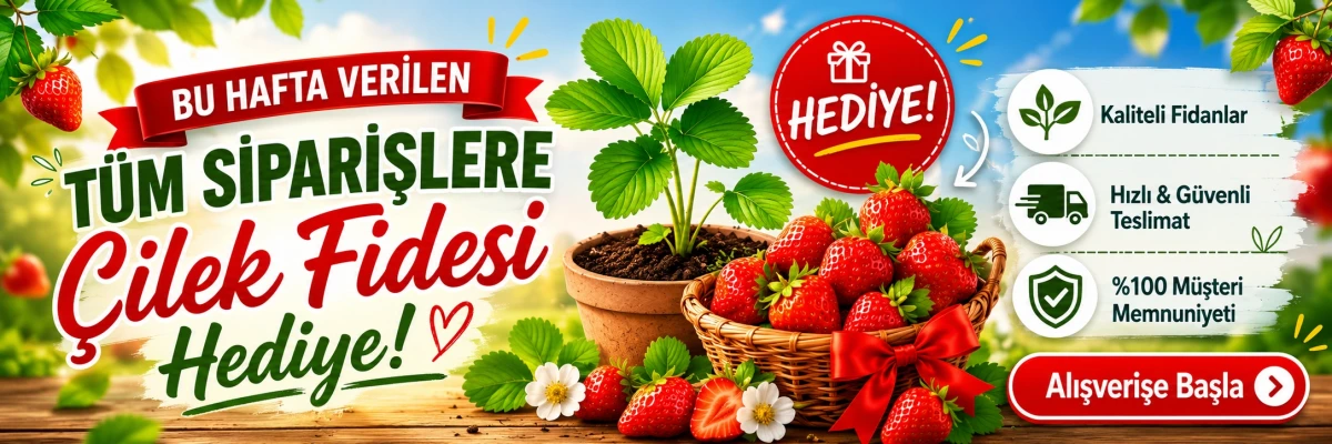 Çilek Fidesi Hediye