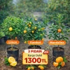 3’LÜ Bodur Narenciye Fidanı Kampanyası