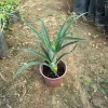 Ananas Fidanı (1 Yaşında 20-40 cm)