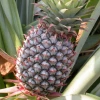 Ananas Fidanı (1 Yaşında 20-40 cm)