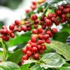 Arabica Kahve Fidanı (1 Yaşında 20-40 cm)