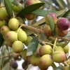 Arbequina (İspanyol) Zeytin Fidanı (1 Yaşında 40-60 cm)